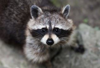 Raccoon