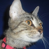 Found cat with pink color